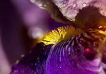 Close Up Of A Purple Iris Flower