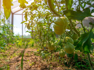 ripening green tomatoes in a greenhouse on an organic farm. healthy vegetables full of vitamins