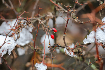 Two small red berries on a background of branches with snow