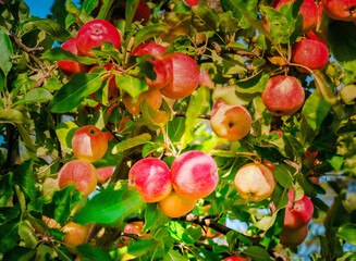 Ripe crispy red apples on a tree branch in the garden, blue sky background, sunny day. Closer view