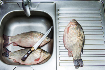 Cooking with crucian carp. Fresh crucian fish.