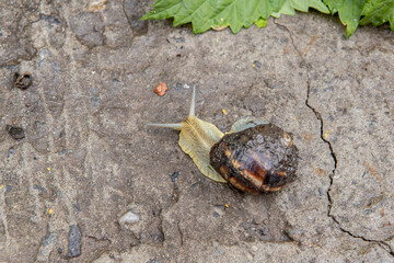 beautiful grape snail crawling on the ground along the leaf