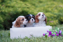 Puppies Cavalier King Charles Spaniel In A Beautiful