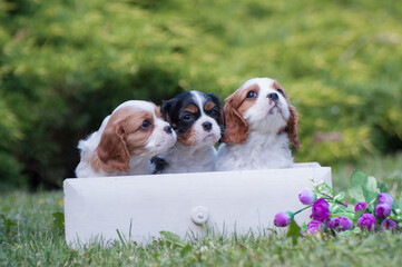 Puppies cavalier king Charles Spaniel in a beautiful