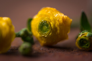 Wall Mural - macro image of yellow ranunculus flowers. 