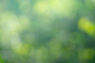 Wall Mural -  Green foliage and sun glare. Blurred background with bokeh pattern