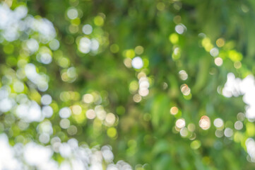 Wall Mural - Green foliage and sun glare. Blurred background with bokeh pattern