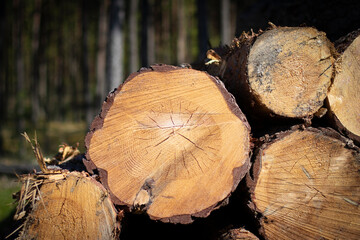 A close-up view of log cutting surfaces cut by lumberjack