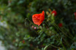 czerwony mak polny, kwiat w rozkwicie