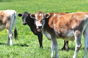 Poster - Young Cows Staring