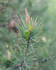 flowering pine cones in the forest on a warm spring day