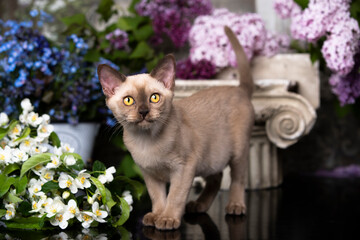 Fototapete - burmese chocolate kitten and lilac flowers,