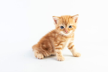 Cat baby tabby Kitten Cute Beautifu on white background