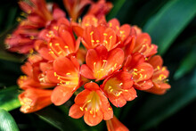 Orange Bush Lily, Kaffir Lily, Bush Lily, Thong Lily, Natal Lily, Clivia Miniata 'Solomone Variegated Pastel'