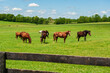 Horses on a Kentucky horse farm
