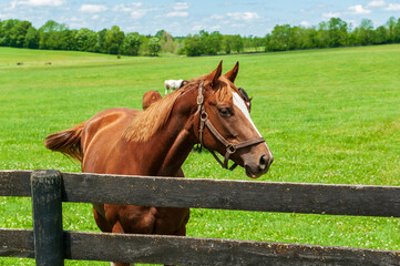 Wall Mural - Portrait of a horse