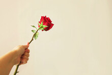 Hand Holds Out A Red Rosebud On A Light Background