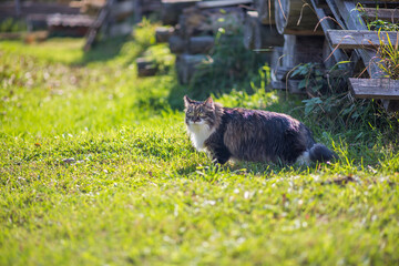 Gray and white Cat Across Green Lawn on Hunt