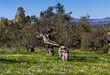 © TETYANA - Olive grove growing with old clipped trees and flower carpet
