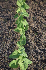 Sticker - Green Bean Plants