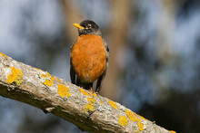 American Robin Perched On A Lichen Covered Branch