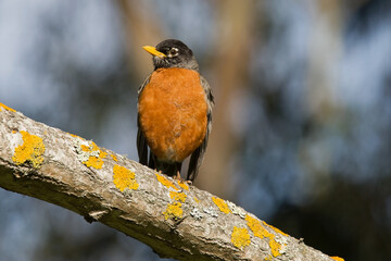 American robin perched on a lichen covered branch