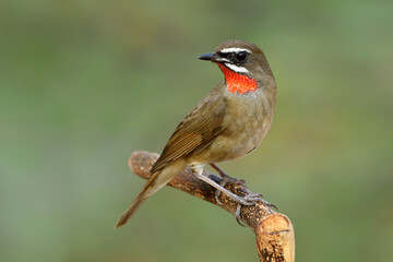 Wall Mural - Amazed brown bird together with bright red feathers which look like velvet ruby color on its neck standing on wooden branch over fine green environment, male of Siberian rubythroat (Calliope calliope)