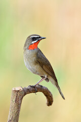 Wall Mural - Beautiful brown bird with bright red feathers as ruby stone on its neck perching on wooden branch looking for its mate, Siberian rubythroat (Calliope calliope)