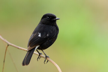 Wall Mural - beautiful dark black bird sitting on wooden stig over bright blur green background in grassland, mal