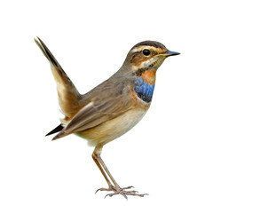 Canvas Print - Happy brown bird with blue and orange feathers on its body happily standing having tail wagging isolated on white background, fascinated animal