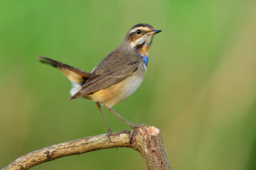 Wall Mural - Happy pale brown bird with bright blue and orange feathers on its chest perching on wood stick doing tail wagging, Bluethroat (Luscinia svecica)