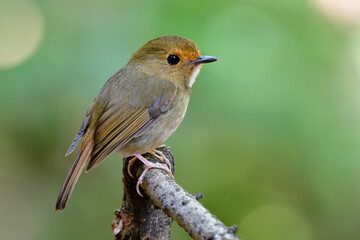Rufous-browed Flycatcher (Anthipes solitaris) lovely chubby brown bird with orange brow and big eyes perching on dried wooden stick in nature a species of Muscicapidae family