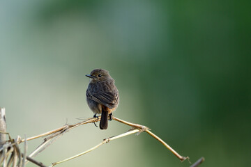 Wall Mural - Wide shot of Lovely chubby brown bird perching on dried straw in moring soft lighting over fine green background, female of Pied bushchat (Saxicola caprata)