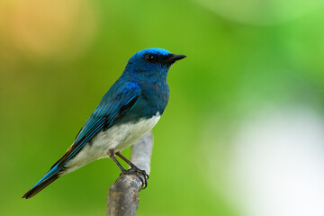 Wall Mural - Zappey's flycatcher (Cyanoptila cumatilis) nice bright velvet blue bird with white belly perching on wooden branch showing side feathers profile expose to strong sunlight