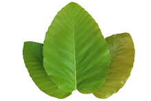 Dipterocarpus Tuberculatus Green Leaves On A White Background