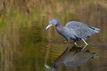 Wall Mural - Little blue heron hunting in a pond