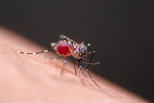 Close-up Of Striped Mosquitoes Are Eating Blood On Human Skin. Mosquitoes Are Carriers Of Dengue Fever And Malaria