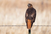 Red Tailed Hawk Perched On A Barbed Wire Fence