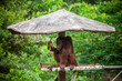 Orangutan eating coconut on a tree hut.