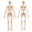 © Olga - Human skeleton and human body. Front view. Vector illustration in flat style isolated on white background