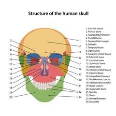 Wall Mural - Structure of the human skull with main parts colored and labeled. Frontal view. Medical vector illustration in flat style on white background