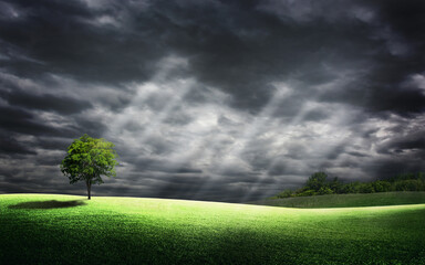 Abstract image of Green tree with grass meadow field and little hill in cloudy day.