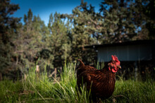 A Free Range Rhode Island Red Hen Walking Through Tall, Lush Green Grass With A Blue Sky And A Wood Shed Blurred In The Background