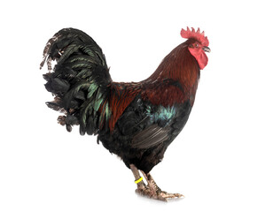 Poster - marans rooster in studio