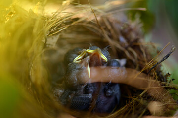 Blur New born small black birds , living in a bird's nest made of grass on a green palm leaf in the garden.