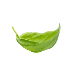 Green basil leaf