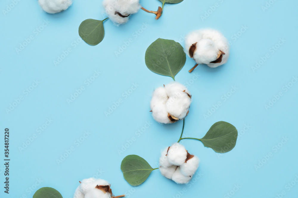 Beautiful cotton flowers and eucalyptus leaves on color background