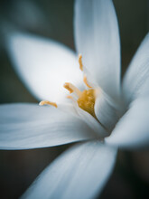 Single White Blurred Star Flower. Ornithogalum Umbellatum Grass Lily In Bloom