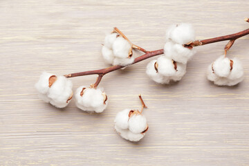 Beautiful cotton branch on wooden background