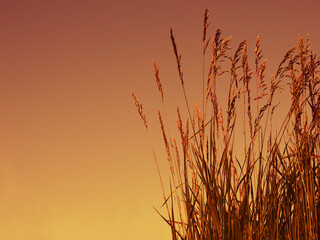 Tall grass in sunset light